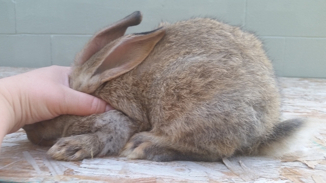 Sandy Brown Flemish Giant Bunnies - Nex-Tech Classifieds