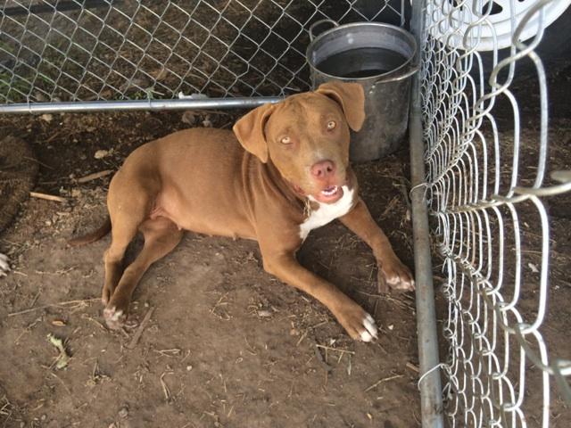 pregnant pit pull REDUCED!! - Nex-Tech Classifieds