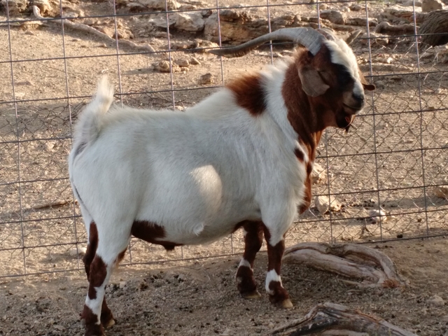 Texmaster buck goat - Nex-Tech Classifieds