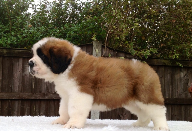 Saint Bernard (rough Coat) puppies For Sale!!! - Nex-Tech Classifieds