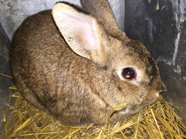 Holland lop/ mini Rex cross Rabbits - Nex-Tech Classifieds