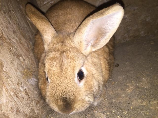 Holland lop/ mini Rex cross Rabbits - Nex-Tech Classifieds