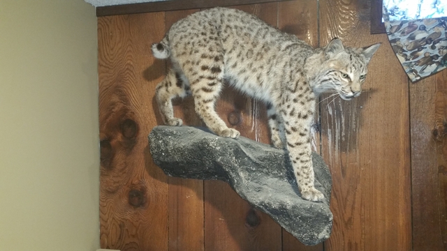 Bobcat Taxidermy wall mount - Nex-Tech Classifieds