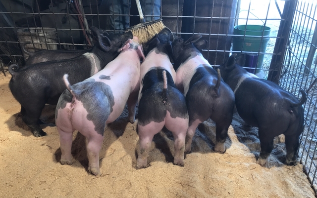 No Place Like First Place Club Pig and Goat Sale - Colby ...