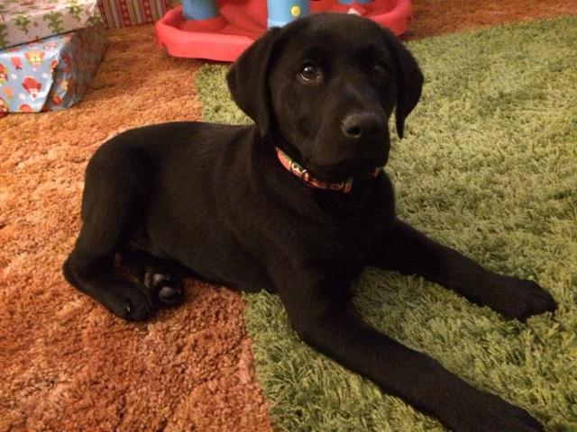 4 month old AKC male black lab - Nex-Tech Classifieds