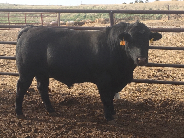 2 Yr Old Gelbvieh and Balancer Bulls For Sale - Nex-Tech Classifieds