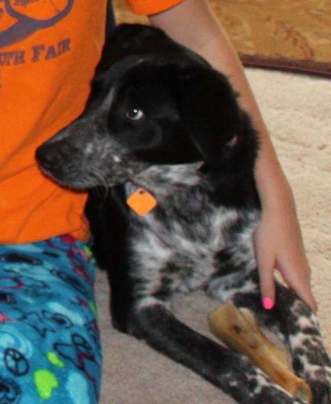 Blue Heeler/Springer Spaniel Mix - Nex-Tech Classifieds