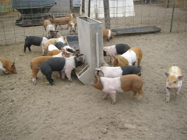 what-are-feeder-pigs